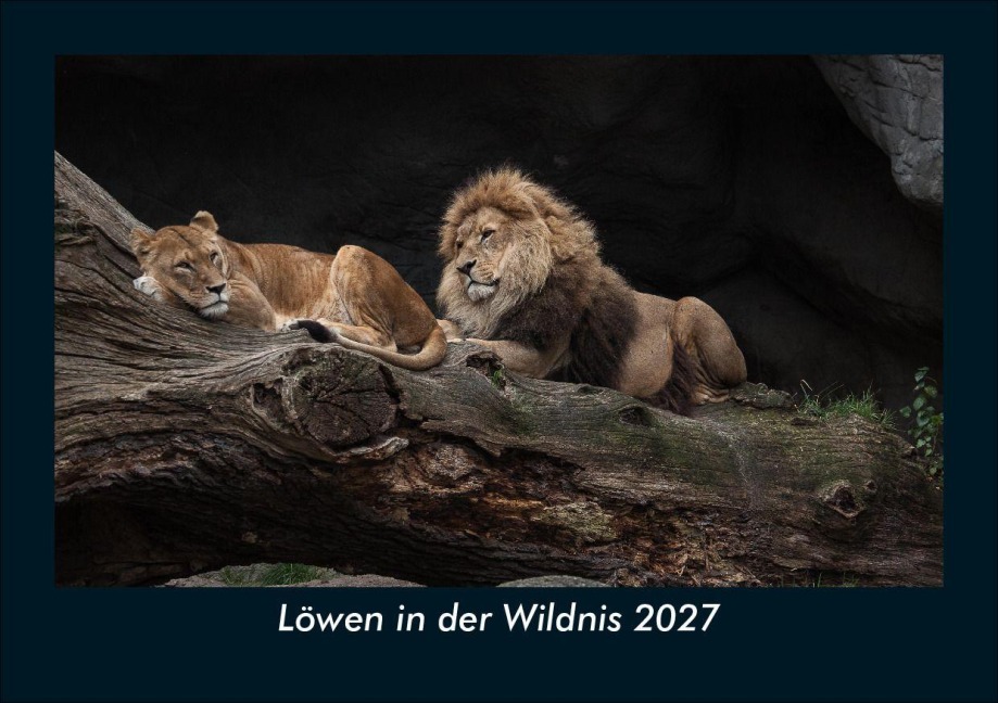 Löwen in der Wildnis 2027 Fotokalender DIN A5 - Tobias Schmitt, Kevin Heber