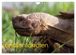 Cover-Bild zum Titel 'Landschildkröten (Wandkalender 2026 DIN A4 quer), CALVENDO Monatskalender' von 'Marion Sixt'
