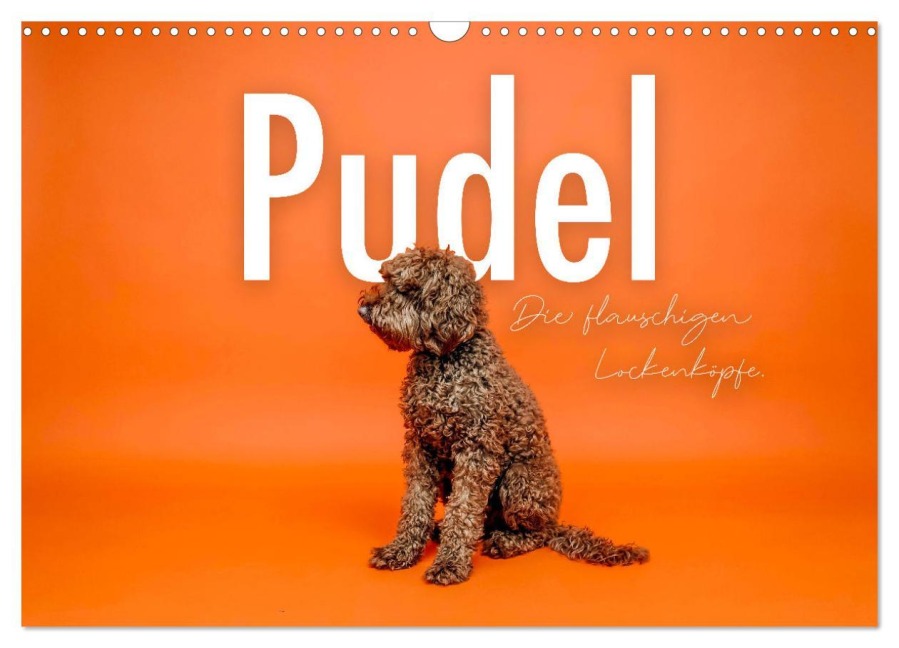 Pudel - Die flauschigen Lockenköpfe. (Wandkalender 2026 DIN A3 quer), CALVENDO Monatskalender - Sf Sf
