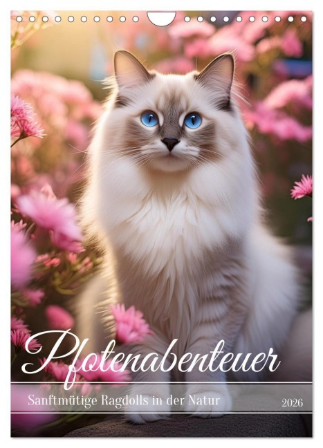 Pfotenabenteuer - Ragdolls in der Natur (Wandkalender 2026 DIN A4 hoch), CALVENDO Monatskalender - Fotodesign Verena Scholze