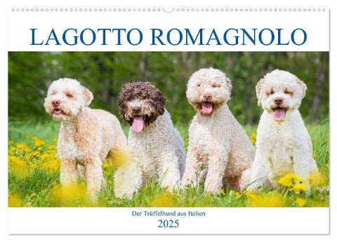 Lagotto Romagnolo - Der Trüffelhund aus Italien (Wandkalender 2025 DIN A2 quer), CALVENDO Monatskalender - Sigrid Starick