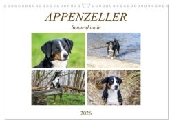 Cover-Bild zum Titel 'Appenzeller Sennenhunde (Wandkalender 2026 DIN A3 quer), CALVENDO Monatskalender' von 'SchnelleWelten SchnelleWelten'