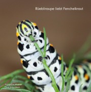 Cover-Bild zum Titel 'Rüebliraupe liebt Fenchelkraut' von 'Jacqueline Widmer, Chris Katzenbach'
