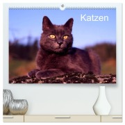 Katzen (hochwertiger Premium Wandkalender 2026 DIN A2 quer), Kunstdruck in Hochglanz - Mcphoto Werner Layer