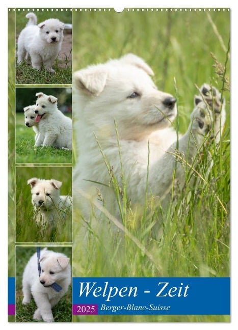 Welpen Zeit - Berger Blanc Suisse (Wandkalender 2025 DIN A2 hoch), CALVENDO Monatskalender - Tanja Riedel