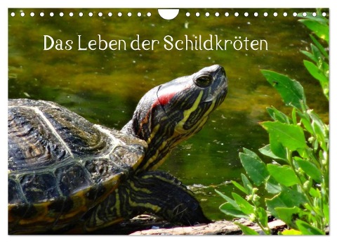 Das Leben der Schildkröten (Wandkalender 2024 DIN A4 quer), CALVENDO Monatskalender - Kattobello Kattobello