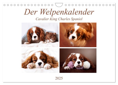 Der Welpenkalender - Cavalier King Charles Spaniel (Wandkalender 2025 DIN A4 quer), CALVENDO Monatskalender - Janina Bürger