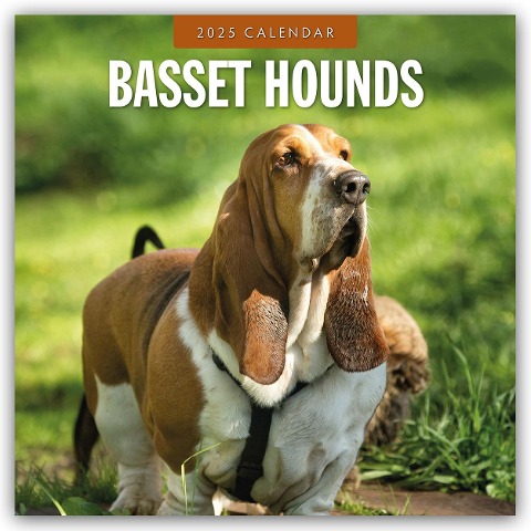 Basset Hounds - Basset Hound 2025 - 16-Monatskalender - 