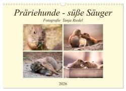 Präriehunde - süße Säuger (Wandkalender 2026 DIN A3 quer), CALVENDO Monatskalender - Tanja Riedel