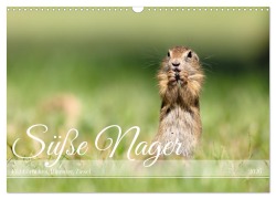 Cover-Bild zum Titel 'Süße Nager (Wandkalender 2026 DIN A3 quer), CALVENDO Monatskalender' von 'Ellenlichtenheldt Ellenlichtenheldt'