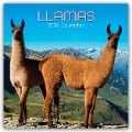 Llamas - Lamas 2025 - 12-Monatskalender - Gifted Stationery Co. Ltd