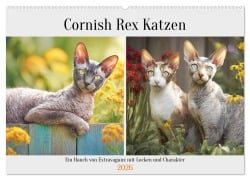 Cover-Bild zum Titel 'Cornish Rex Katzen. Ein Hauch von Extravaganz mit Locken und Charakter (Wandkalender 2026 DIN A2 quer), CALVENDO Monatskalender' von 'Rose Hurley'