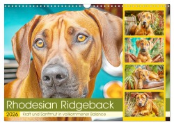 Rhodesian Ridgeback. Kraft und Sanftmut in vollkommener Balance (Wandkalender 2026 DIN A3 quer), CALVENDO Monatskalender - Rose Hurley