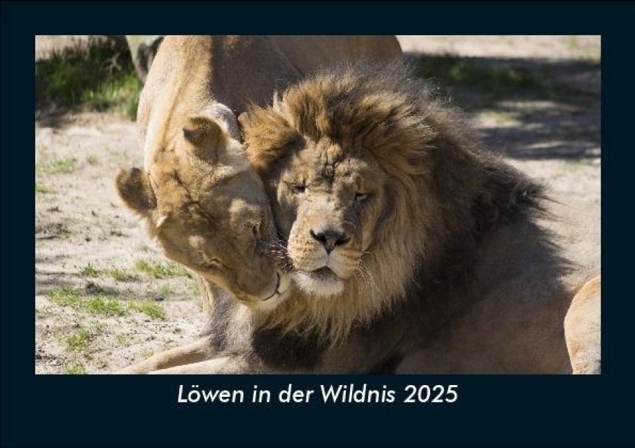 Löwen in der Wildnis 2025 Fotokalender DIN A5 - Tobias Becker