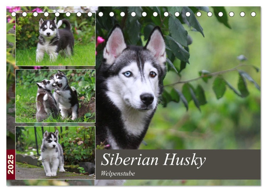 Siberian Husky - Welpenstube (Tischkalender 2025 DIN A5 quer), CALVENDO Monatskalender - Barbara Mielewczyk