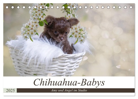 Chihuahua-Babys - Amy und Angel im Studio (Tischkalender 2025 DIN A5 quer), CALVENDO Monatskalender - Sonja Teßen