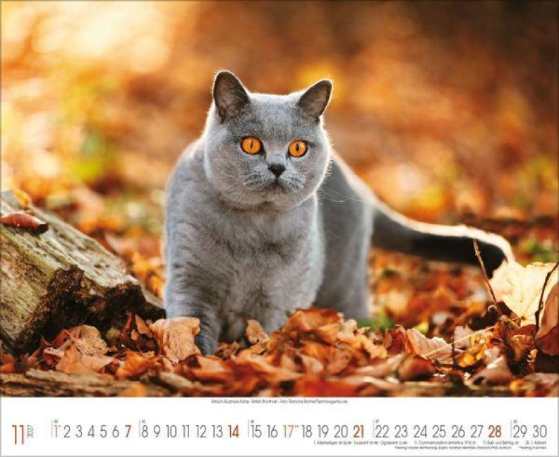 InsideView 11