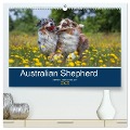 Australian Shepherd 2025 (hochwertiger Premium Wandkalender 2025 DIN A2 quer), Kunstdruck in Hochglanz - Annett Mirsberger