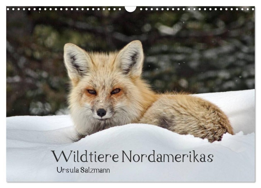 Wildtiere Nordamerikas (Wandkalender 2027 DIN A3 quer), CALVENDO Monatskalender - Ursula Salzmann