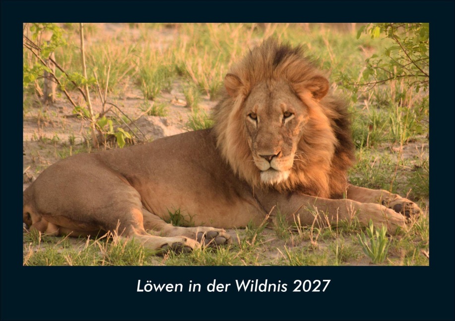 Löwen in der Wildnis 2027 Fotokalender DIN A4 - Tobias Schmitt, Kevin Heber