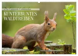 Das Eurasische Eichhörnchen - Kunterbuntes Waldtreiben (Wandkalender 2026 DIN A2 quer), CALVENDO Monatskalender - Angela Merk