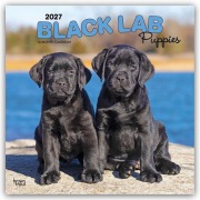 Cover-Bild zum Titel 'Black Labrador Retriever Puppies - Schwarze Labrador Retriever Welpen 2027 - 16-Monatskalender' von 'Browntrout Publishers'