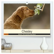 Chesley Kleiner Hund grosse Abenteuer (hochwertiger Premium Wandkalender 2026 DIN A2 quer), Kunstdruck in Hochglanz - Hundefotografie Bea Müller
