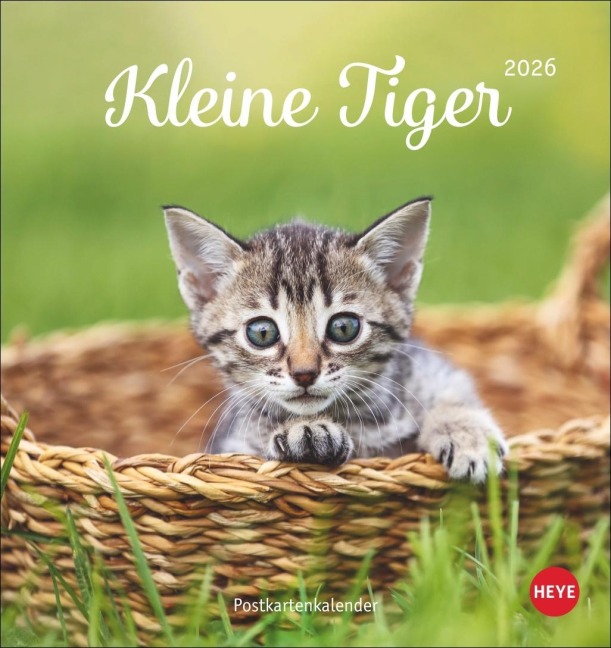 Katzen Postkartenkalender Kleine Tiger 2026 - 