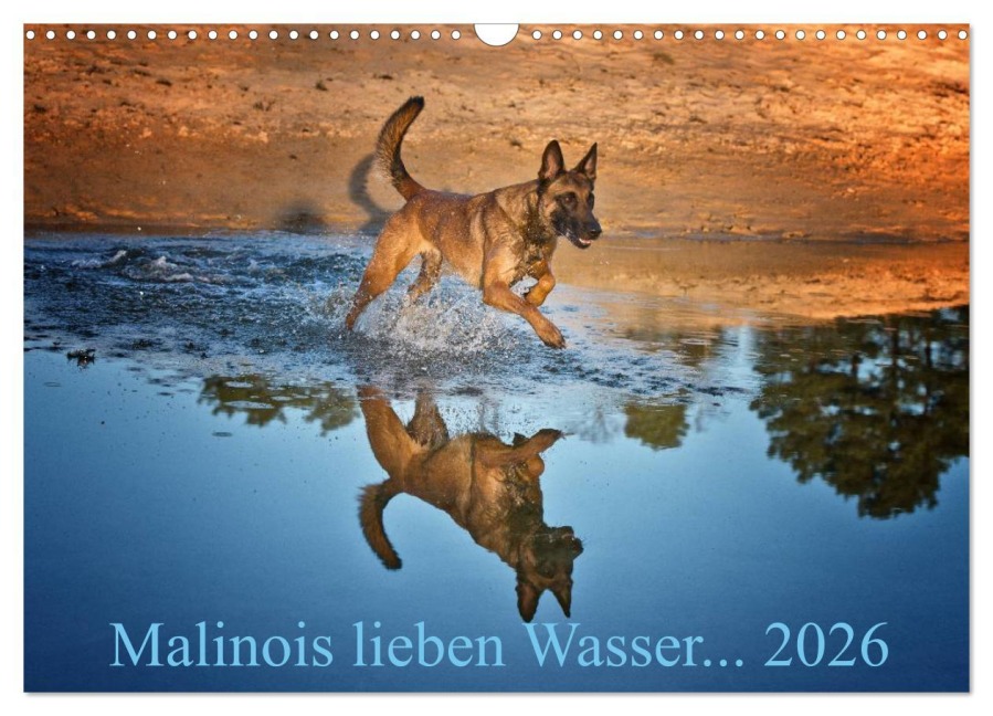 Malinois lieben Wasser (Wandkalender 2026 DIN A3 quer), CALVENDO Monatskalender - Susanne Schwarzer