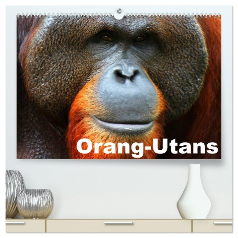 Orang-Utans (hochwertiger Premium Wandkalender 2024 DIN A2 quer), Kunstdruck in Hochglanz - Elisabeth Stanzer