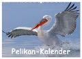 Pelikan-Kalender (Wandkalender 2025 DIN A2 quer), CALVENDO Monatskalender - Gerald Wolf