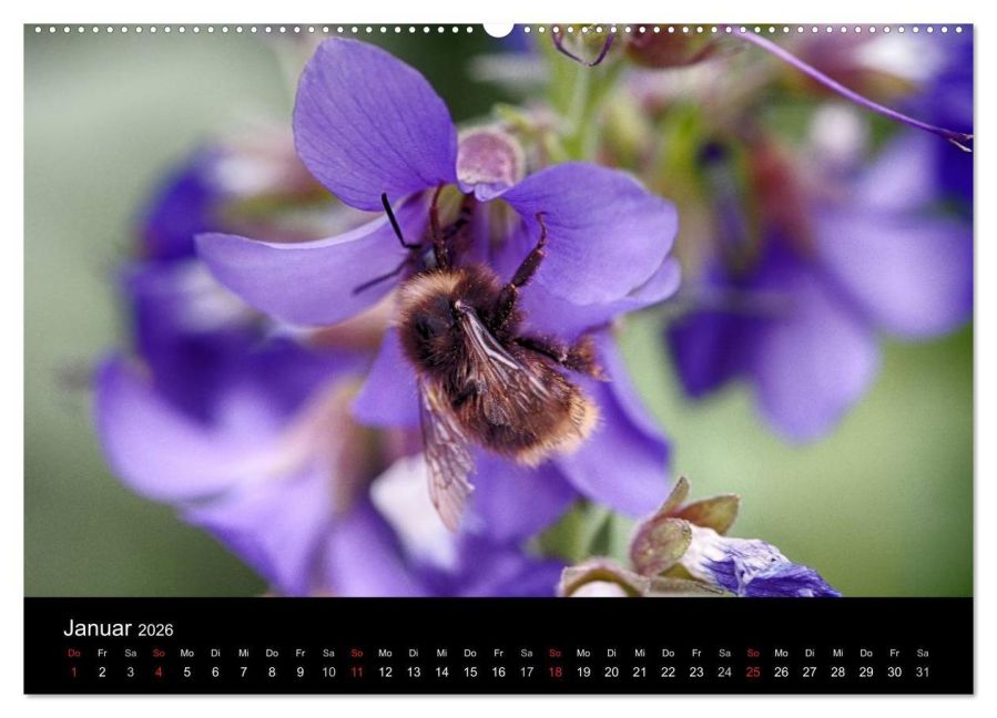 InsideView 5