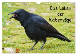 Cover-Bild zum Titel 'Das Leben der Rabenvögel (Wandkalender 2026 DIN A4 quer), CALVENDO Monatskalender' von 'Kattobello Kattobello'