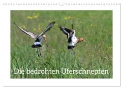 Cover-Bild zum Titel 'Die bedrohten Uferschnepfen (Wandkalender 2026 DIN A3 quer), CALVENDO Monatskalender' von 'Karsten Jordan'