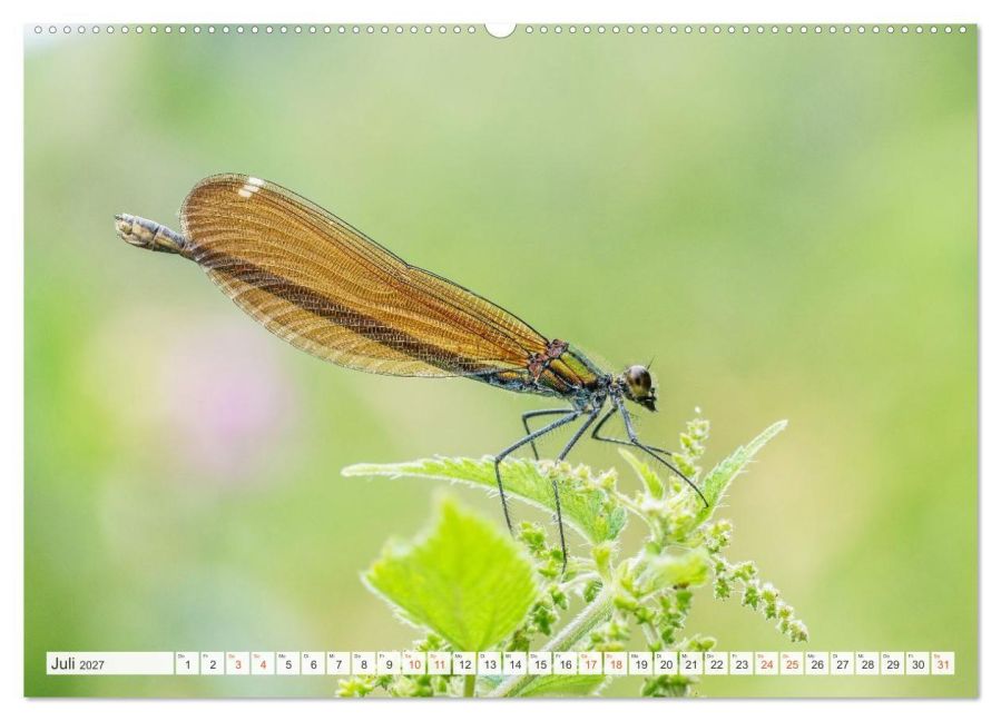InsideView 11