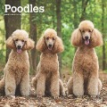 Poodles 2025 12 X 24 Inch Monthly Square Wall Calendar Plastic-Free - Browntrout