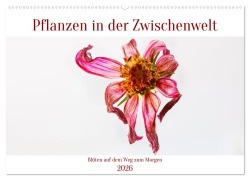 Cover-Bild zum Titel 'Pflanzen in der Zwischenwelt (Wandkalender 2026 DIN A2 quer), CALVENDO Monatskalender' von 'Clemens Stenner'