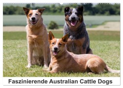 Faszinierende Australian Cattle Dogs (Wandkalender 2026 DIN A2 quer), CALVENDO Monatskalender - Fotodesign Verena Scholze