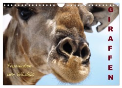 Giraffen - Faszination der Wildnis (Wandkalender 2026 DIN A4 quer), CALVENDO Monatskalender - Nadine Haase