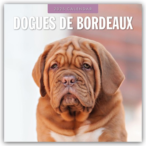 Dogues de Bordeaux - Bordeauxdoggen - Bordeaux Doggen 2025 - 16-Monatskalender - 