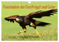 Faszination der Greifvögel und Geier (Wandkalender 2026 DIN A4 quer), CALVENDO Monatskalender - Erika Müller