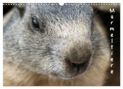 Murmeltiere (Wandkalender 2026 DIN A3 quer), CALVENDO Monatskalender - Andrea Pons