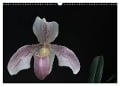 Frauenschuhe - die schönsten Orchideen der Welt (Wandkalender 2025 DIN A3 quer), CALVENDO Monatskalender - Holger Rochow