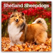 Shetland Sheepdogs - Shetland Sheepdog - Sheltie 2026 - 16-Monatskalender - Browntrout Publishers