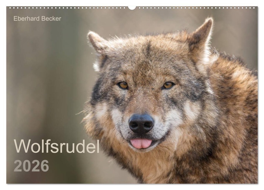 Wolfsrudel (Wandkalender 2026 DIN A2 quer), CALVENDO Monatskalender - Eberhard Becker