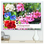 Pelargonien. Die Klassiker unter den Blühwundern (hochwertiger Premium Wandkalender 2026 DIN A2 quer), Kunstdruck in Hochglanz - Rose Hurley
