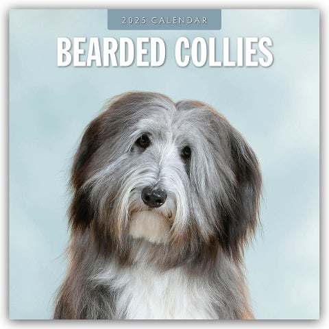 Bearded Collies - Bearded Collie 2025 - 16-Monatskalender - 