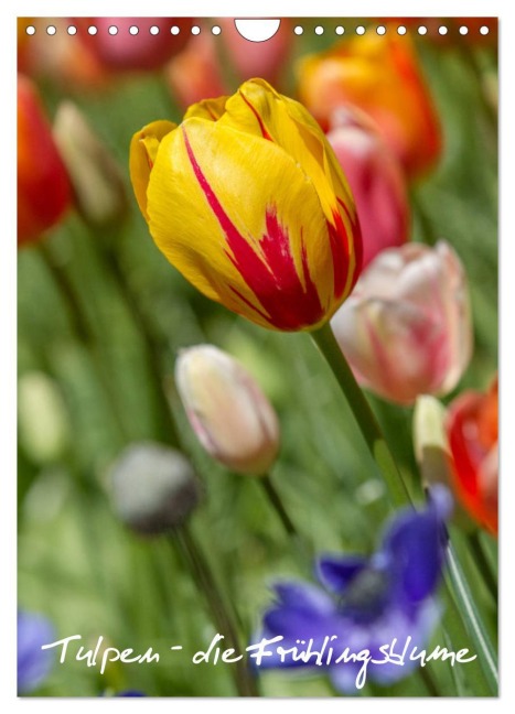 Tulpen - die Frühlingsblume (Wandkalender 2026 DIN A4 hoch), CALVENDO Monatskalender - Immephotography Immephotography