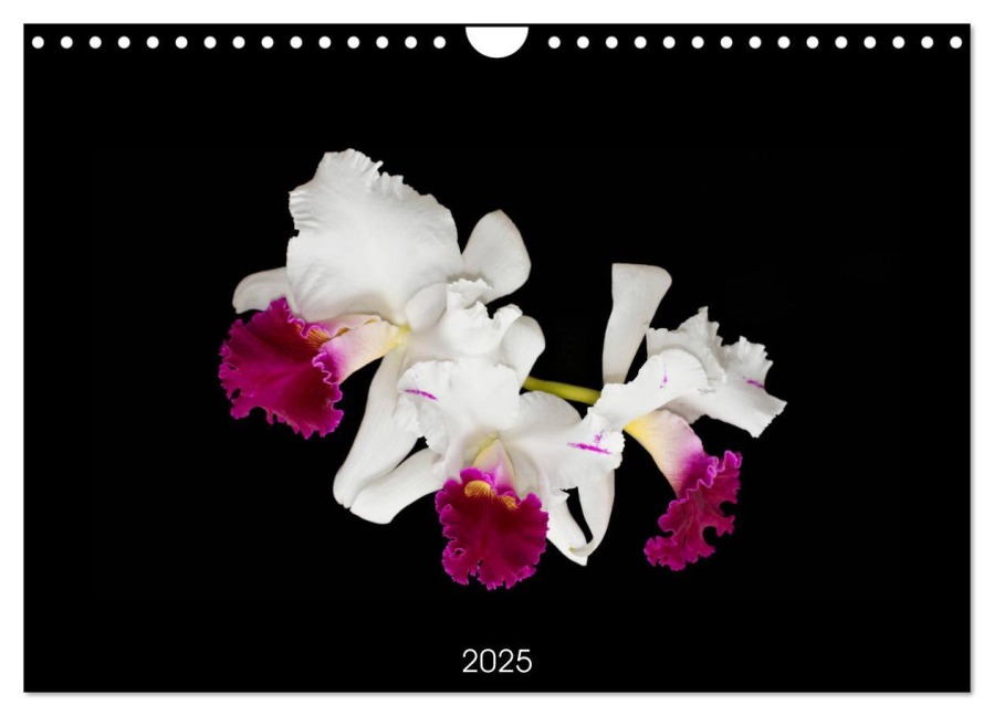 Leuchtende Cattleyen (Wandkalender 2025 DIN A4 quer), CALVENDO Monatskalender - Clemens Stenner