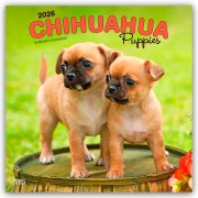 Chihuahua Puppies - Chihuahua Welpen 2026 - 16-Monatskalender - Browntrout Publishers
